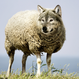 Wolf Disguised In Sheep’s Clothing